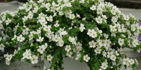 Bacopa cvijet: kada sijati, fotografije, sadnja i njega, reprodukcija, recenzije